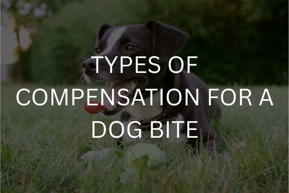 Types of compensation for a dog bite